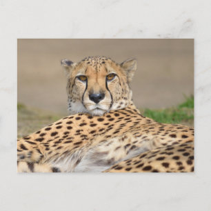 Cartes Pour Fêtes Annuelles Closeup African Cheetah (Acinonyx jubatus)