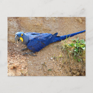 Cartes Pour Fêtes Annuelles Closeup bleu hyacinth macaw vu en haut