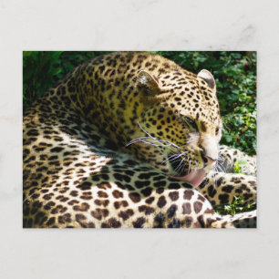 Cartes Pour Fêtes Annuelles Closeup de Javan léopard léchant les cheveux