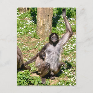 Cartes Pour Fêtes Annuelles Closeup singe à araignée variée