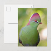 Cartes Pour Fêtes Annuelles Closeup turaco de fischer (Devant / Derrière)