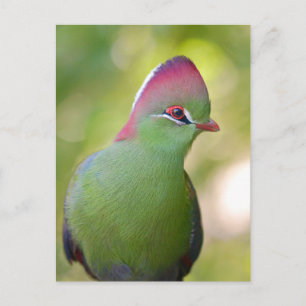 Cartes Pour Fêtes Annuelles Closeup turaco de fischer