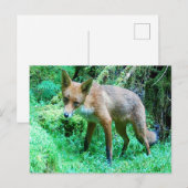 Cartes Pour Fêtes Annuelles Club Red Fox (Devant / Derrière)