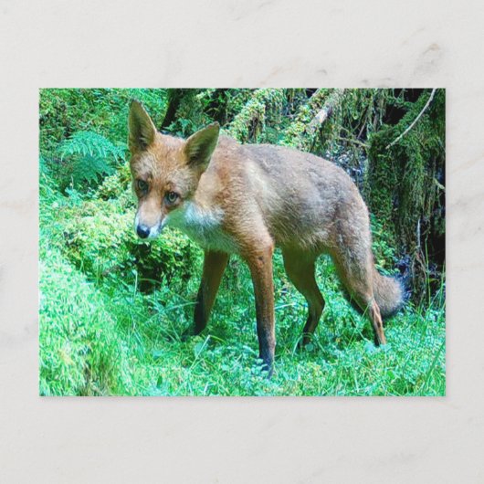 Cartes Pour Fêtes Annuelles Club Red Fox (Devant)