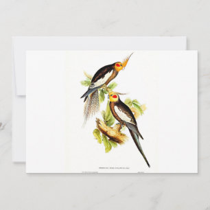 Cartes Pour Fêtes Annuelles Cockatoo Parakeet
