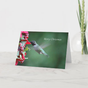 Cartes Pour Fêtes Annuelles Colibri à la mangeoire de Noël