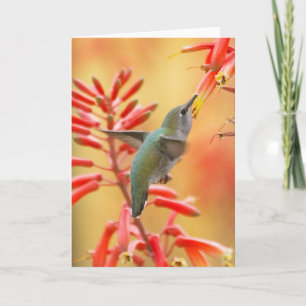 Cartes Pour Fêtes Annuelles Colibri entouré de yucca rouge