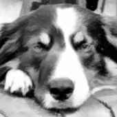 CARTES POUR FÊTES ANNUELLES COLLIE FRONTALIÈRE