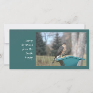 Cartes Pour Fêtes Annuelles Coopers Hawk