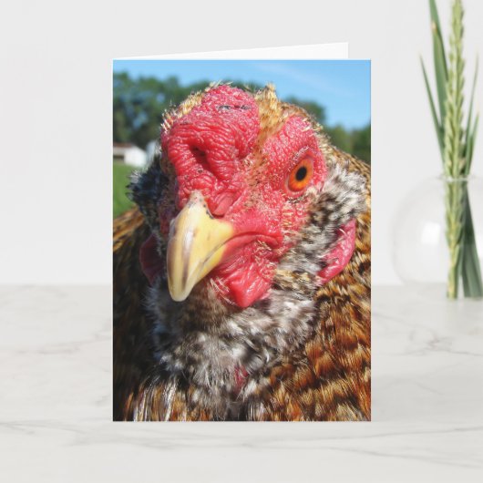 Cartes Pour Fêtes Annuelles Coq créole d'oeufs de Pâques (Devant)