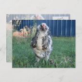 Cartes Pour Fêtes Annuelles Coq d'oeuf de Pâques (Devant / Derrière)