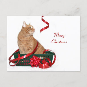 Cartes Pour Fêtes Annuelles Coquin de Noël