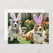 Cartes Pour Fêtes Annuelles Corgis de Pâques (Devant / Derrière)