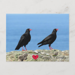 Cartes Pour Fêtes Annuelles Cornouailles (Palores) Pyrrhocorax pyrrhocorax