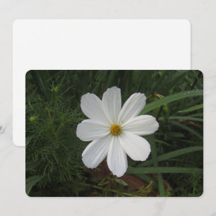 Cartes Pour Fêtes Annuelles Cosmos
