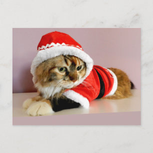 Cartes Pour Fêtes Annuelles Costume de Père Noël de chat de minou de Joyeux