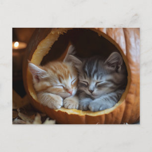 Cartes Pour Fêtes Annuelles Cosy Kittens Snuggle dans un Citrouille