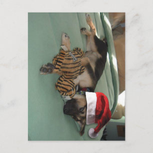 Cartes Pour Fêtes Annuelles Coupe berger allemande avec chapeau de Père Noël