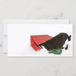 Cartes Pour Fêtes Annuelles Curieux chat de Noël