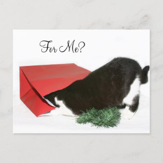 Cartes Pour Fêtes Annuelles Curieux chat de Noël