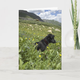 Cartes Pour Fêtes Annuelles curieux et excited