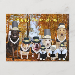 Cartes Pour Fêtes Annuelles Customizable Funny Pilgrim Dogs Thanksgiving Post