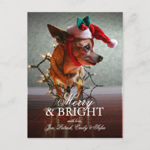 Cartes Pour Fêtes Annuelles Cute Chihuahua