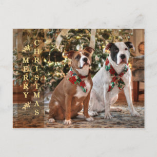 Cartes Pour Fêtes Annuelles Cute Christmas Rescue Pitbull and America Bull Dog