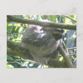 Cartes Pour Fêtes Annuelles Cute Costa Rica Sloth DIY Postcard