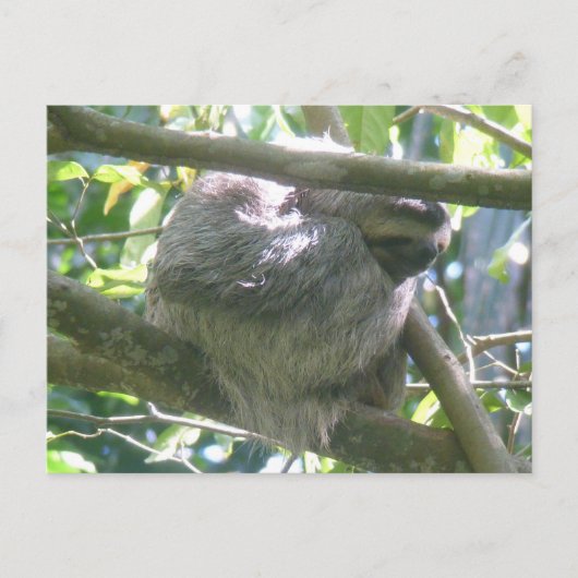 Cartes Pour Fêtes Annuelles Cute Costa Rica Sloth DIY Postcard (Devant)
