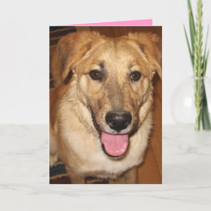 Cartes Pour Fêtes Annuelles Cute, Cudely, & Available - Amoureux des chiens Va