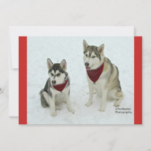Cartes Pour Fêtes Annuelles Cute Huskies sending Christmas cheer
