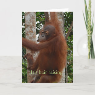 Cartes Pour Fêtes Annuelles Cute Valentine Hair Raising Faune Expérience