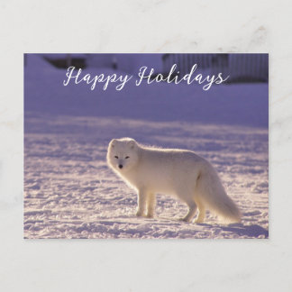 Cartes Pour Fêtes Annuelles Cute White Arctic Fox neige hiver Photographie