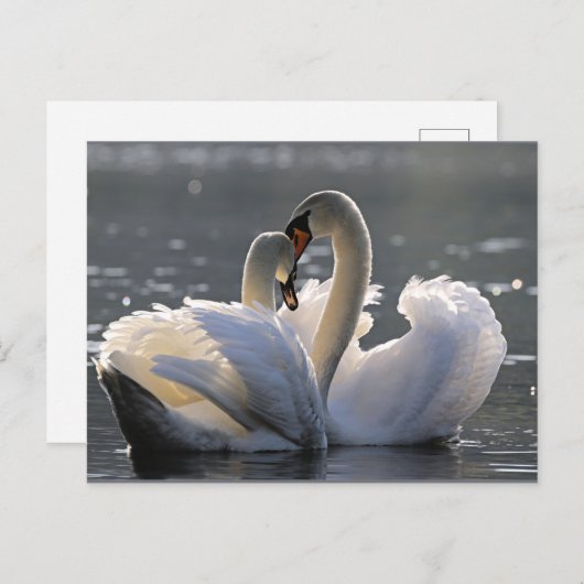 Cartes Pour Fêtes Annuelles Cygnes gracieuses (Devant / Derrière)