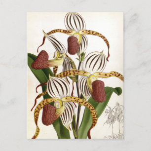 Cartes Pour Fêtes Annuelles Cyprepedium Stonei Vintage Lindenia Orchid