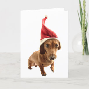 Cartes Pour Fêtes Annuelles Dachshund à Santa hat