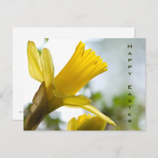 Cartes Pour Fêtes Annuelles Daffodil (Devant / Derrière)