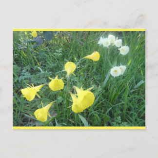 Cartes Pour Fêtes Annuelles Daffodils White & Yellow Arctic Bells DIY Postcard