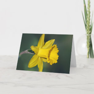 Cartes Pour Fêtes Annuelles Daffodique et son sens