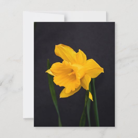 Cartes Pour Fêtes Annuelles Daffodique jaune (Devant)