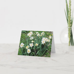 Cartes Pour Fêtes Annuelles Daffodiques