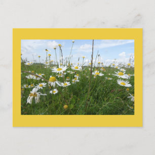 Cartes Pour Fêtes Annuelles Daisers Fleurs sauvages sur une journée ensoleillé