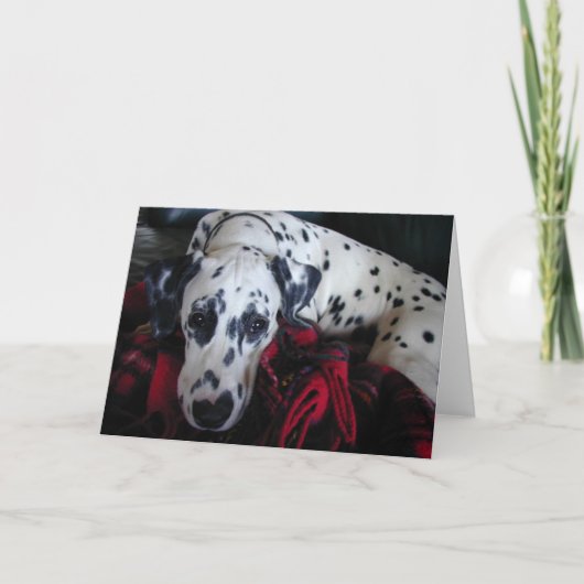 Cartes Pour Fêtes Annuelles Dalmation doux (Devant)