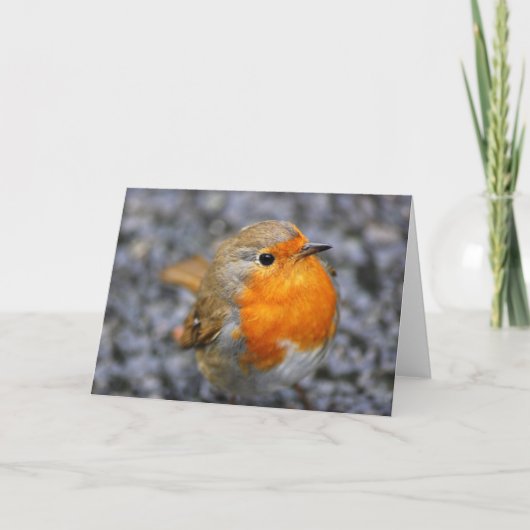 Cartes Pour Fêtes Annuelles 'Dartmeet Robin' (Devant)