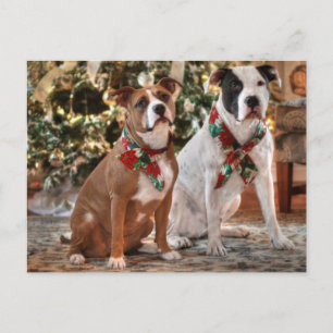 Cartes Pour Fêtes Annuelles Délivrance mignonne Pitbull de Noël et chien de