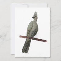 Dessin au crayon d'oiseau gris