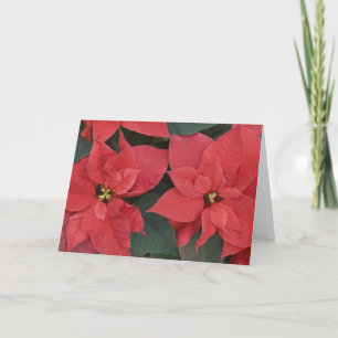 Cartes Pour Fêtes Annuelles Détail de la Poinsettia rouge (Euphorbia pulcherri