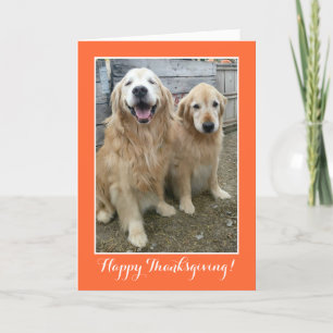 Cartes Pour Fêtes Annuelles Deux mignons Chiens d'or pour l'épreuve Thanksgivi