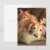 Cartes Pour Fêtes Annuelles Deux Récupérateurs d'or de Noël (Devant / Derrière)